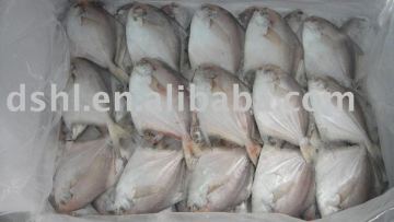 frozen silver pomfret