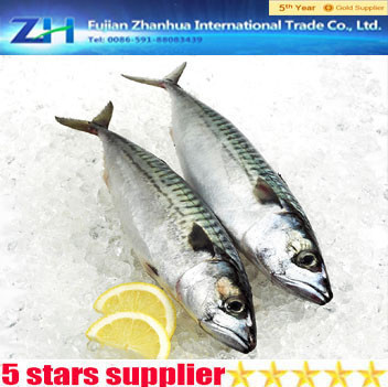 wholesale frozen seafood pacific mackerel fish for marketing