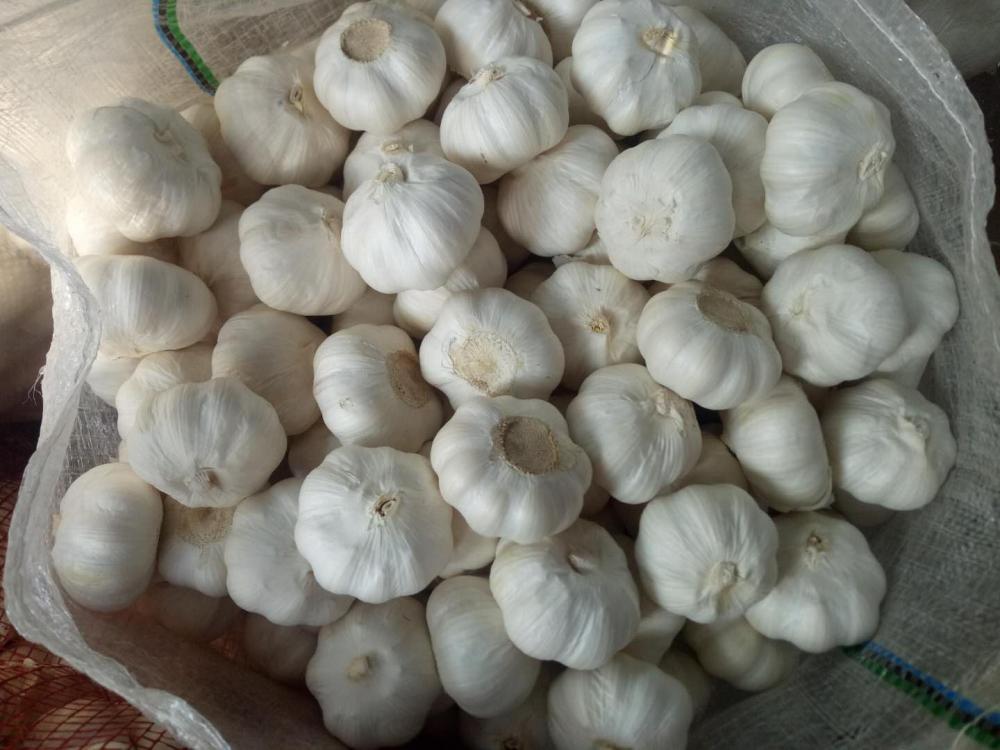 Hot sale fresh white/red garlic low price