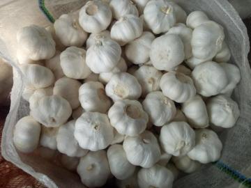 Chinese Fresh Garlic in Bulk White Garlic
