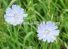 Chicory Extract/Powder