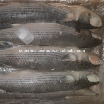 New Arrival Frozen Fish Gutted Mullet