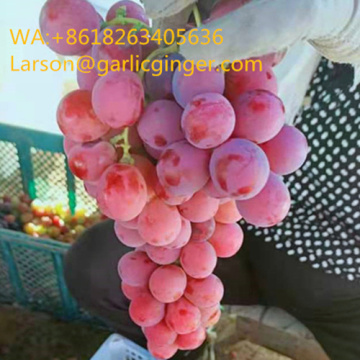 New cropped Seeded Red Grape