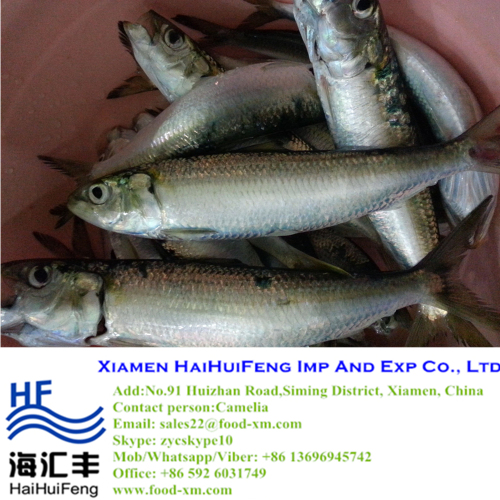 frozen sardine fish light catching with competive price