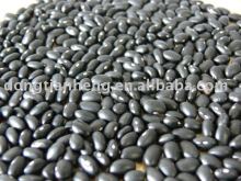 Small Black Kidney Bean