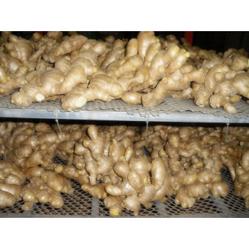 Shandong საჰაერო გამხმარი Ginger