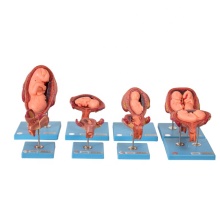 GD/42005 Embryonic Development Medical Anatomical Model - 3D Visualization Tool