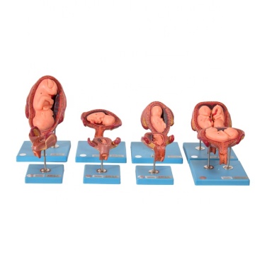 GD/42005 Embryonic Development Medical Anatomical Model - 3D Visualization Tool