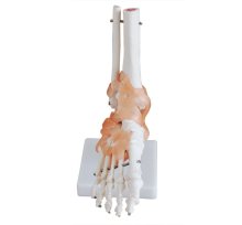 Fake Human Foot Joint and Anatomy Skeletal Model - Search Engine