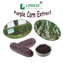 Purple Corn Extract Powder