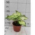 caladium bingbaixue for sale