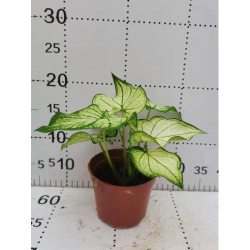 caladium bingbaixue for sale