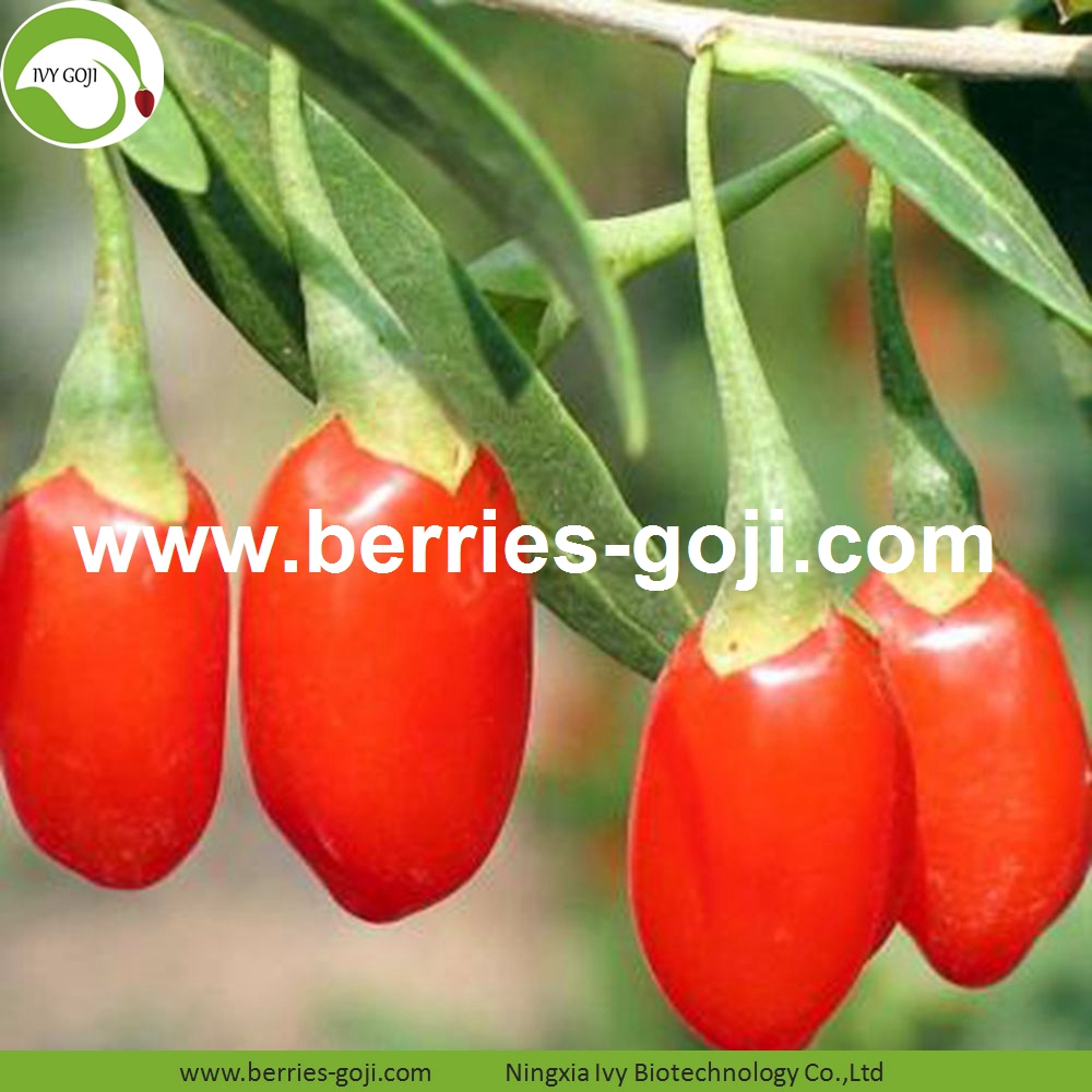 Goji Berry