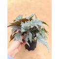 bulk begonia-1 for sale