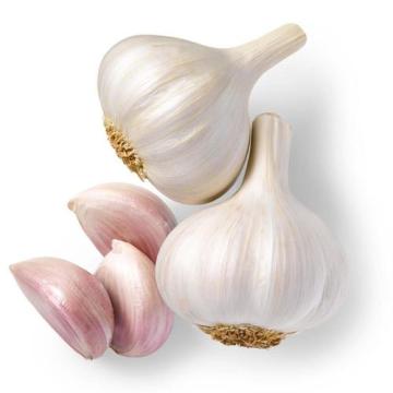 Fresh Vegetable Fresh Garlic