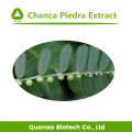 Chanca Piedra Extrakt / Phyllanthus urinaria L. Pulver