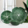 Зеленая капусная пластина лепестка керамической посуды