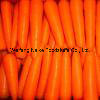2014 New Crop Fresh Carrot Vegetable