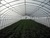 Tunnel greenhouse