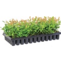 Plateau en plastique pour semis de plants de riz, 105 cellules