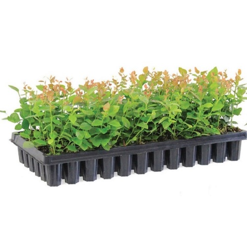 Skyplant 128 Holes Plastic Seeds Seedling Tray