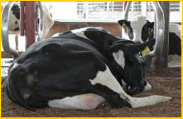 KLN free cow stall