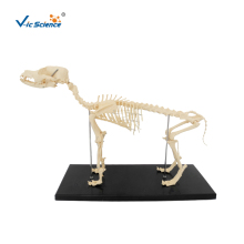 Dog Skeleton Model Medical Teaching Model