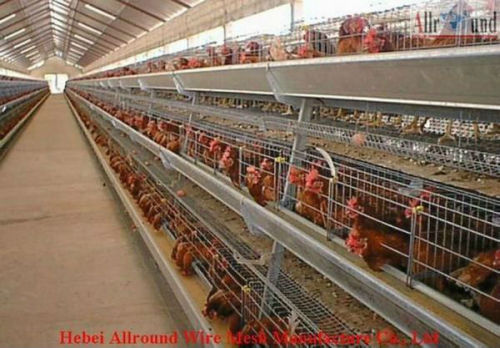 new design layer chicken cages  