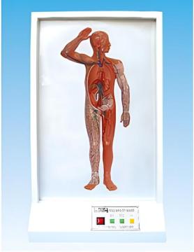 Microcomputer based human whole-body lymphatic reflux model