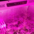 Taman Dalaman Greenhouse 100W Grow LED Light