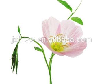 Oenothera Biennis Seed Extract Evening Primrose oil