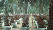 Bismarckia nobilis tropical and subtropical outdoor palm trees