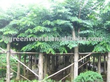 Dalbergia Sissoo diameter 10cm