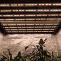 UV IR 640W Interior Crescer Luz da Tenda