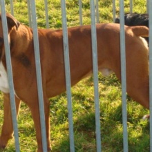 Durable PET Fence for Secure Dog Kennel Enclosures