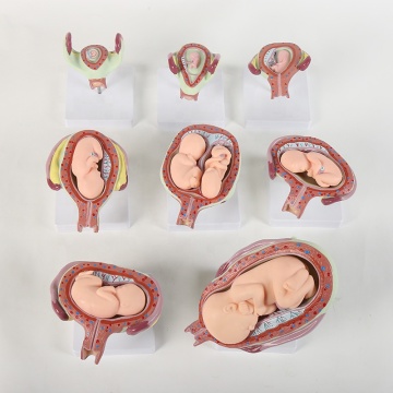 Human Embryonic Development Model: Detailed Simulation of Growth, Fetal Development within the Uterus During Pregnancy
