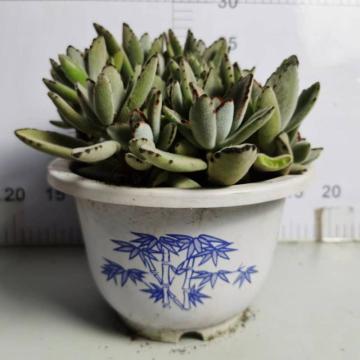 Kalanchoe Roseleaf with lower price