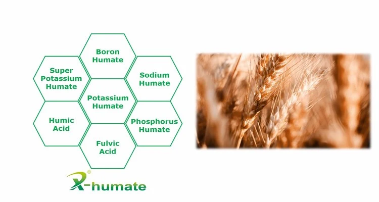 98% Super Potassium Humate with Phosphorus