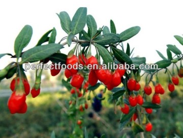 tibetan goji berries