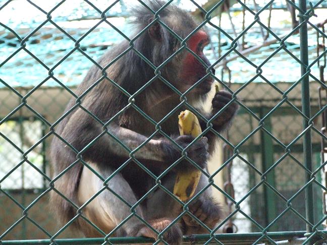 chain link fence for animal protecting