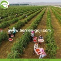 Wholesale Bulk Premium Low Pesticide Goji Berry