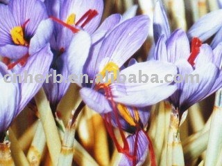 saffron flower