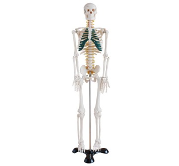 85cm Skeleton with Spinal Nerves