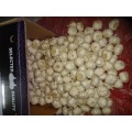 2020 Season Wholesale Pure White Garlic