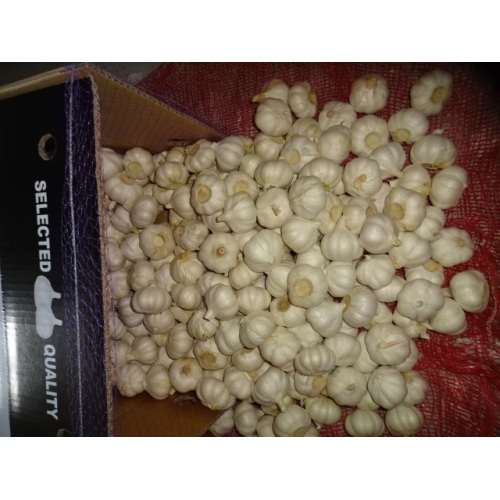 2020 Season Wholesale Pure White Garlic