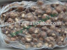 fresh flower shiitake