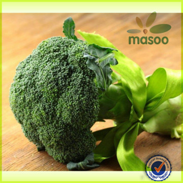 2014 Chinese Green Fresh Broccoli, High Quality Broccoli,Fresh Broccoli,Green Fresh Broccoli