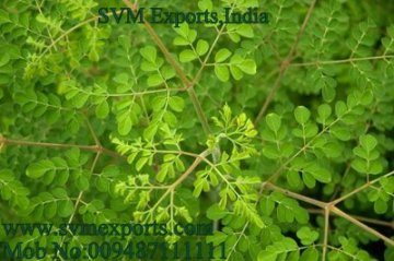 Moringa Leaves Suppliers India