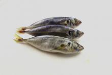 Whole Round Frozen Scad Mackerel