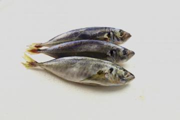 Whole Round Frozen Scad Mackerel